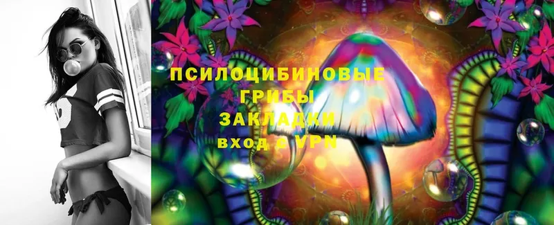 Галлюциногенные грибы Psilocybe  Киров 