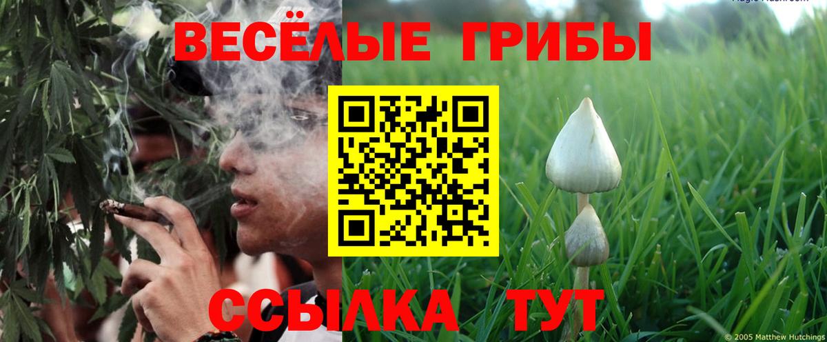 Киров  Псилоцибиновые грибы Psilocybe  Вход с VPN  Псилоцибиновые грибы прущие грибы 